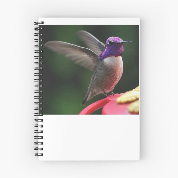 Item preview, MALE HUMMINGBIRD ANNA'S IN ANGEL WING POSE designed and sold by JAYMILO.