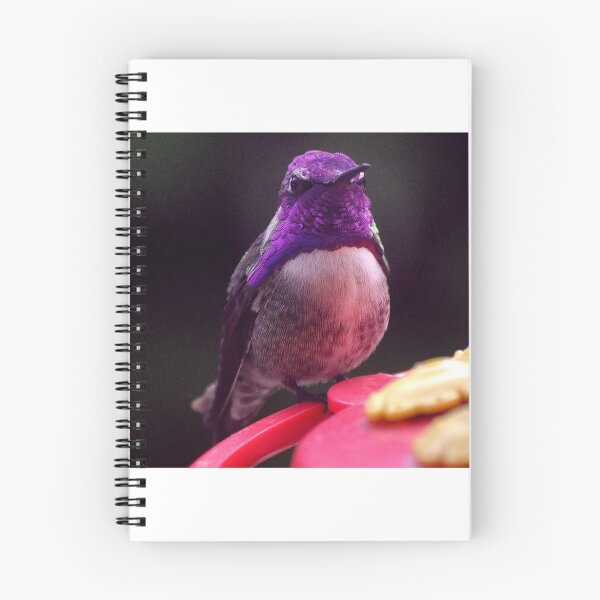 Item preview, PROUD MALE COSTA'S POSING ON THE FEEDER PERCH designed and sold by JAYMILO.