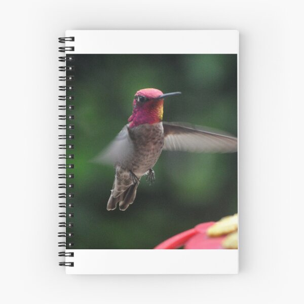 Item preview, MALE ANNA'S HUMMINGBIRD IN FLIGHT designed and sold by JAYMILO.