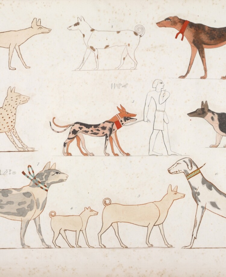 egyptian dog breeds