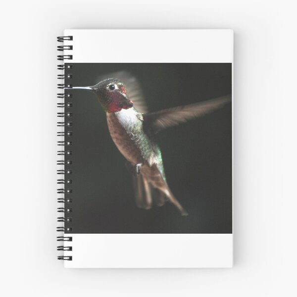 Item preview, MALE  HUMMINGBIRD ANNA'S IN FLIGHT designed and sold by JAYMILO.