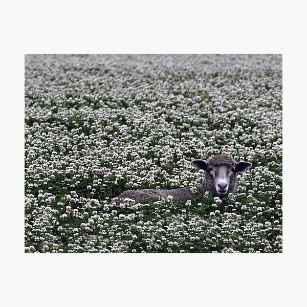 Artikelvorschau, Bed of Clover entworfen und verkauft von olbetsy.