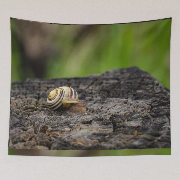 Item preview, White-lipped Snail Close-up designed and sold by Robert Alsop.