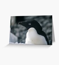 Adele Penguin Greeting Card