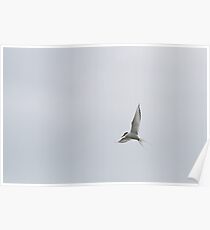 Arctic Tern Poster