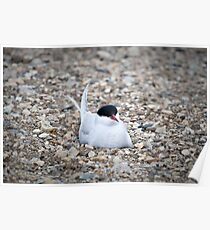 Nesting Arctic Tern Poster