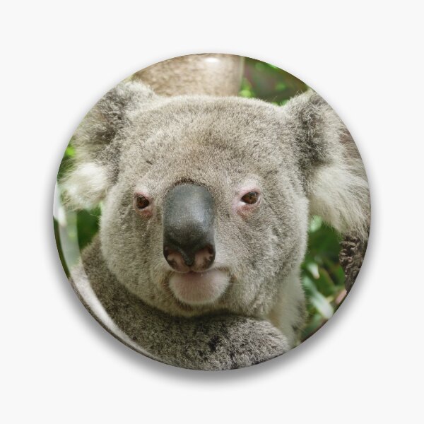 Item preview, Koala, Birdland Animal Park designed and sold by Trish Meyer.
