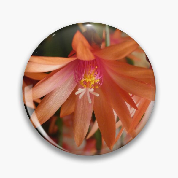 Item preview, Zygocactus : Schlumbergera truncata designed and sold by Trish Meyer.