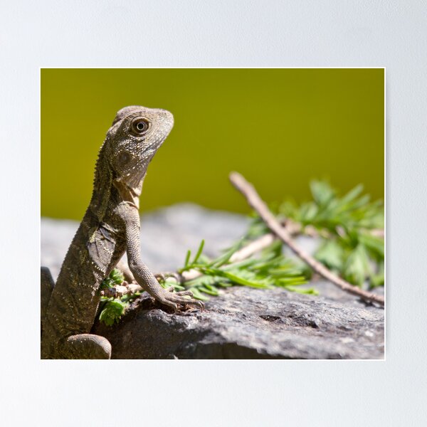 Item preview, Close Water Dragon designed and sold by michaelpartis.