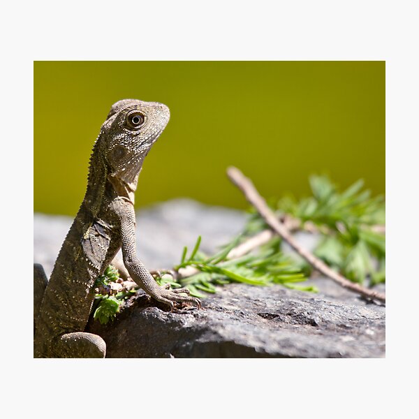 Artikelvorschau, Close Water Dragon entworfen und verkauft von michaelpartis.