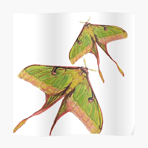 Spanish Moon Moth Poster By Kmdart Redbubble