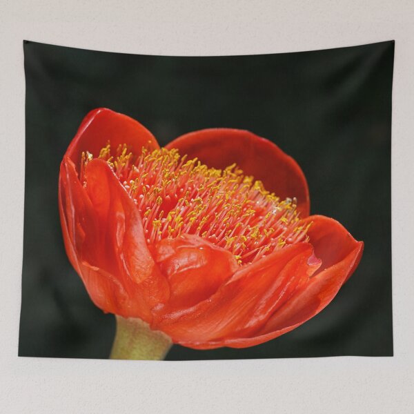 Item preview, Paintbrush Lily Glows designed and sold by Joy Watson - Natural Light Photography .