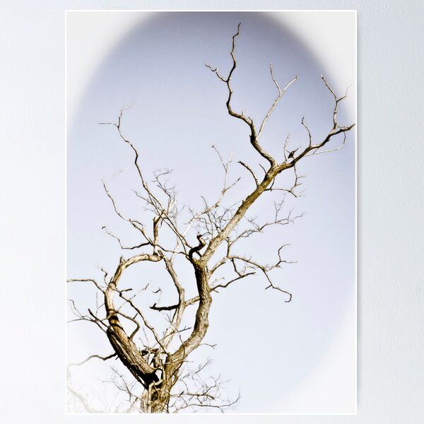 Item preview, Cupid's Tree designed and sold by g richard anderson.