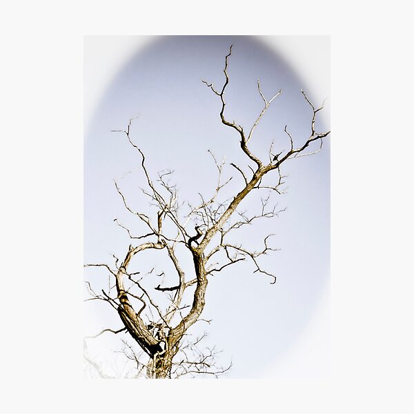 Artikelvorschau, Cupid's Tree entworfen und verkauft von g richard anderson.