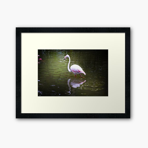Flamingo Framed Art Print