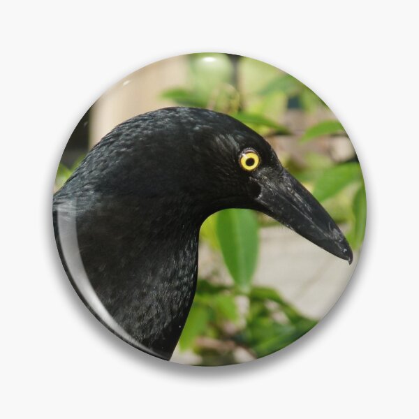Item preview, Pied Currawong, Strepera graculina designed and sold by Trish Meyer.