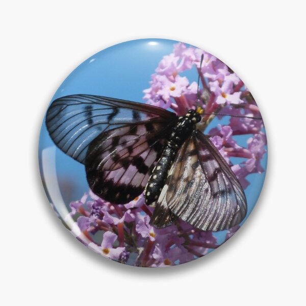 Item preview, Glasswing Butterfly, Acraea andromacha 2. designed and sold by Trish Meyer.