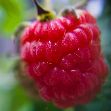 Artwork thumbnail, Freshly Grown Raspberry by Akitsu