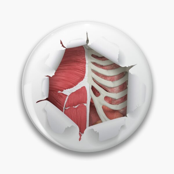 Item preview, internal organs designed and sold by SAUHER.