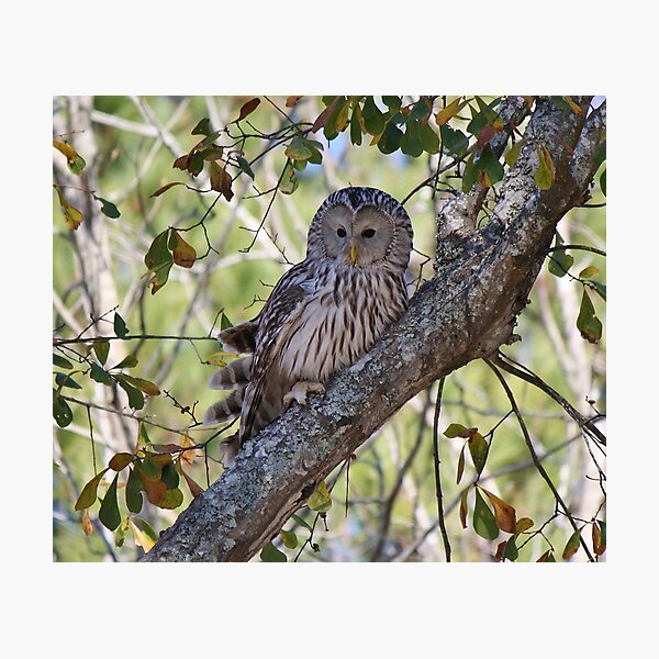 Item preview, Ural Owl in a Tree designed and sold by Paulette1021.