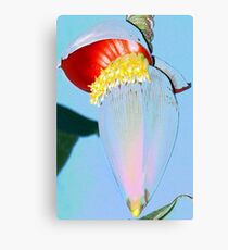 Orange banana flower Canvas Print