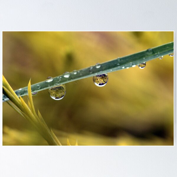 Aperçu de l'œuvre Drop of life créée et vendue par sherele.