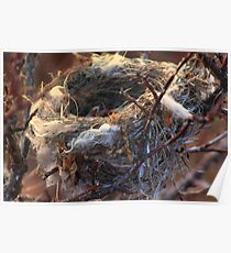 Empty Nest Poster