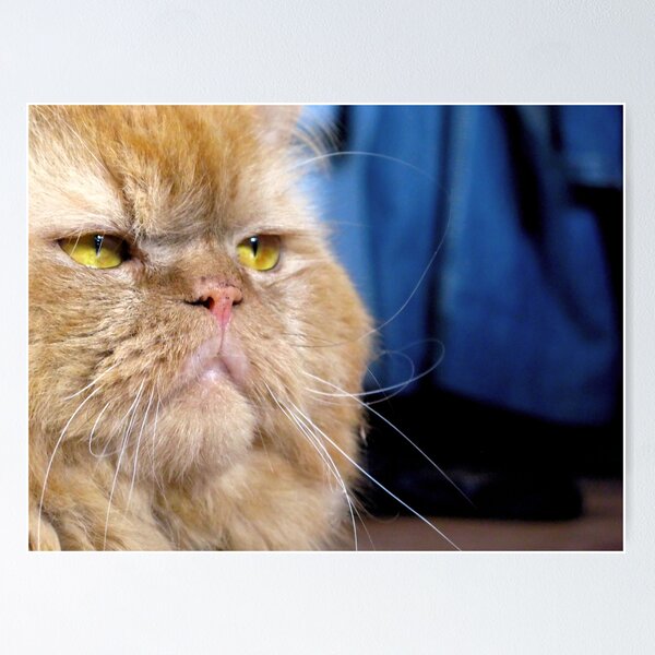 Cat face Poster