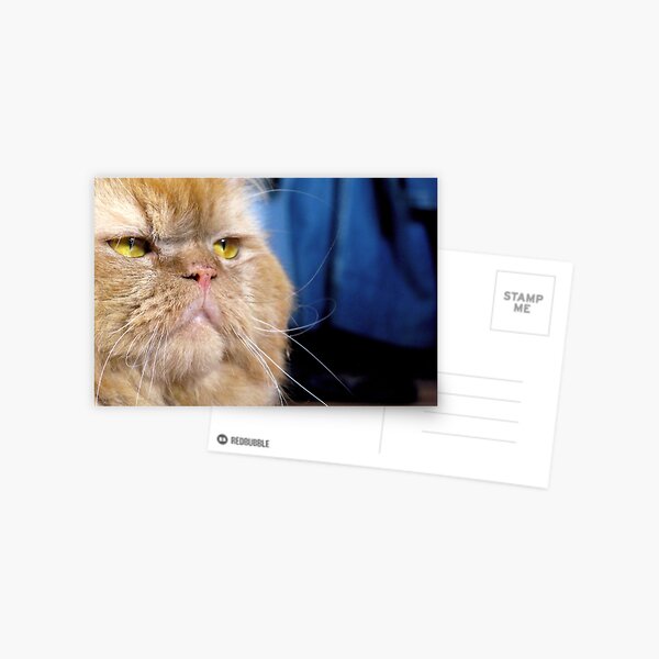 Cat face Postcard