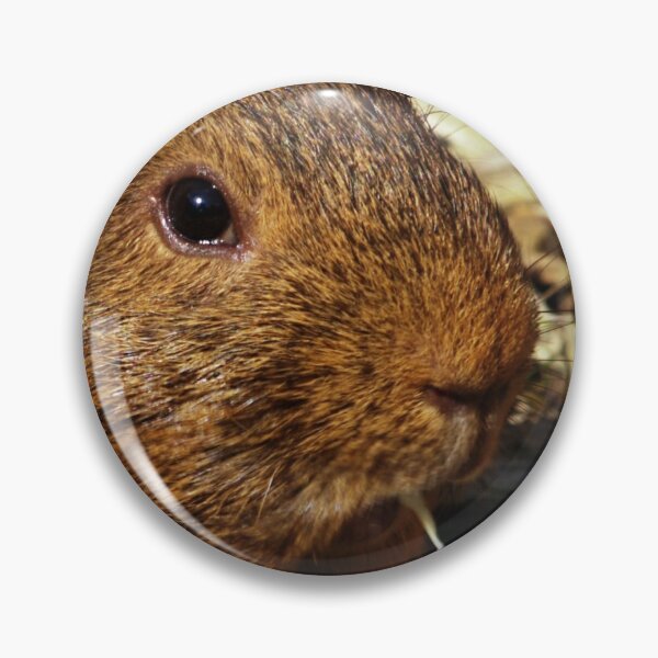 Artikelvorschau, Meerschweinchen Nahaufnahme entworfen und verkauft von Ms-Bexy.