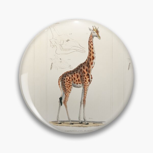Item preview, Giraffe illustration, 1800's Lithograph designed and sold by Booboo13.