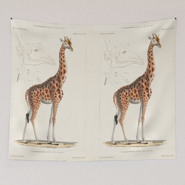 Item preview, Giraffe illustration, 1800's Lithograph designed and sold by Booboo13.