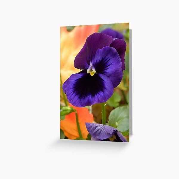 Painted Pansey Greeting Card