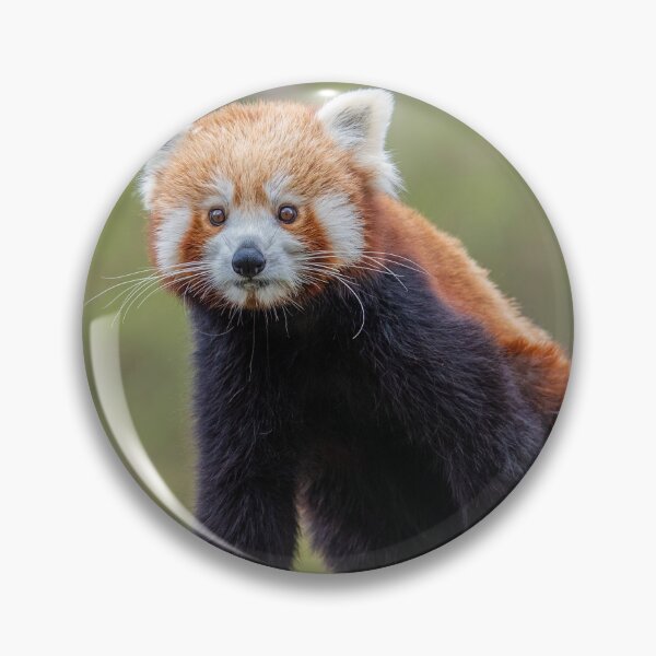 Item preview, The red panda, Ailurus fulgens, also called the lesser panda. designed and sold by JPopov.