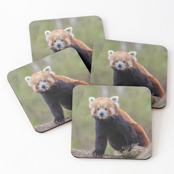 Item preview, The red panda, Ailurus fulgens, also called the lesser panda. designed and sold by JPopov.