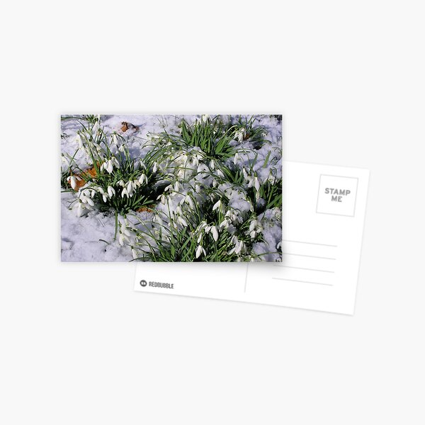 Snowdrops in snow. Postcard