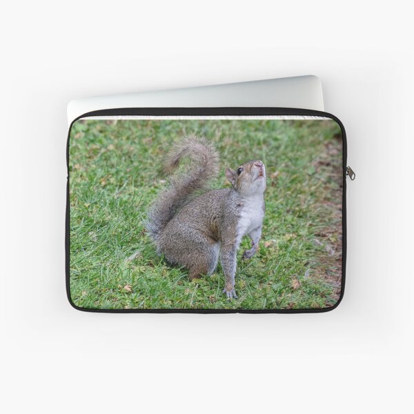 Item preview, European Ground Squirrel (Spermophilus citellus) designed and sold by JPopov.