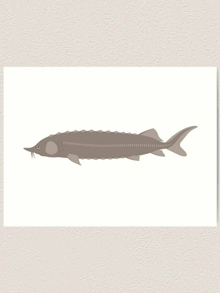 THE HUSO BELUGA STURGEON fish print