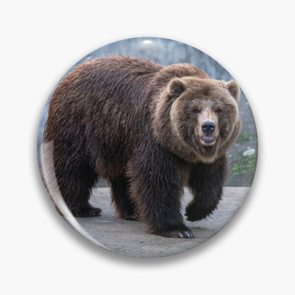 Item preview, Eurasian brown bear (Ursus  arctos) designed and sold by JPopov.