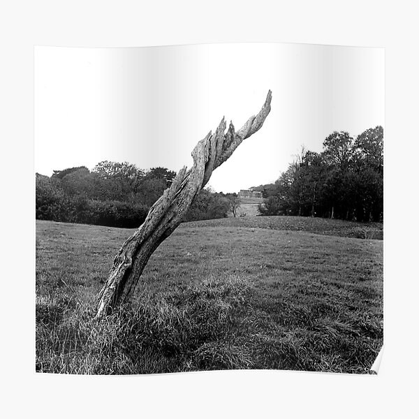 Tree Stump, Phoenix Park, Dublin Poster