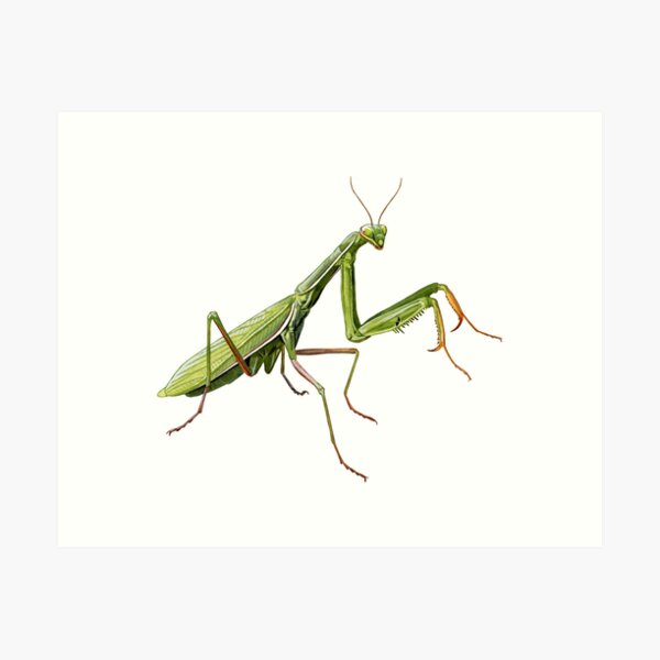 Item preview, Praying Mantis designed and sold by kokayart.