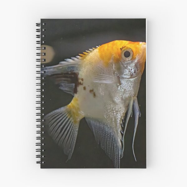 Item preview, Angelfish (Pterophyllum scalare), also known as the freshwater angelfish. designed and sold by JPopov.