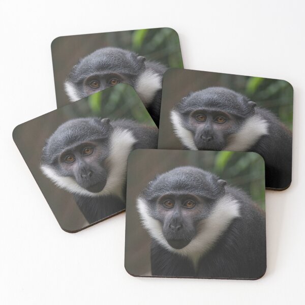 Item preview, Close up of Lhoest's monkeys (Cercopithecus lhoesti) designed and sold by JPopov.