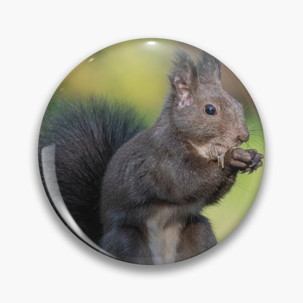 Item preview, Red squirrel sitting on a tree, forest squirrel (Sciurus vulgaris) designed and sold by JPopov.