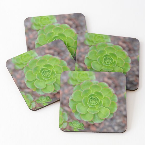 Item preview, Close up of beautiful Aeonium simsii (Sweet) Stearn  designed and sold by JPopov.