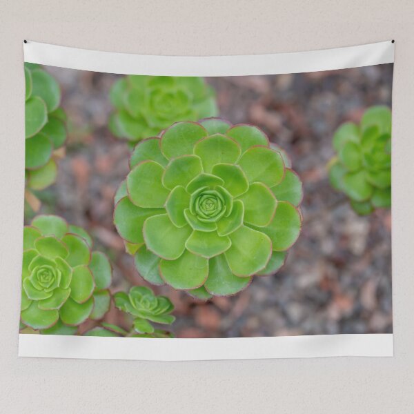 Item preview, Close up of beautiful Aeonium simsii (Sweet) Stearn  designed and sold by JPopov.