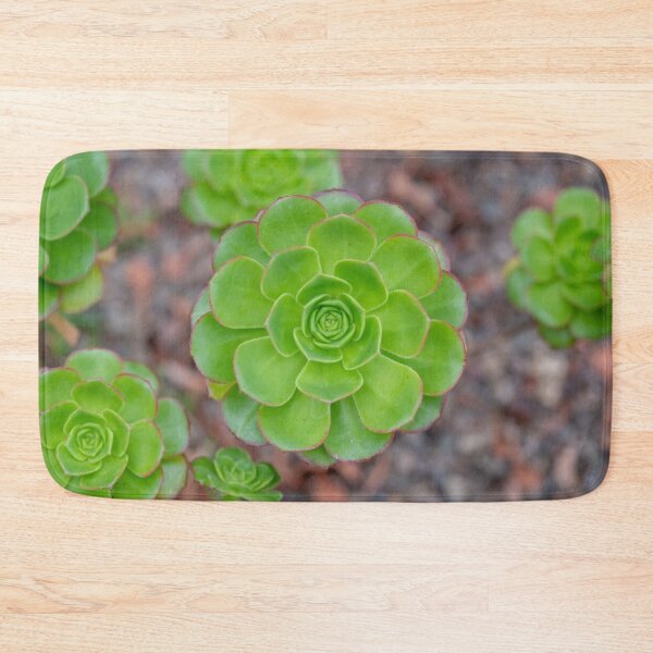 Item preview, Close up of beautiful Aeonium simsii (Sweet) Stearn  designed and sold by JPopov.