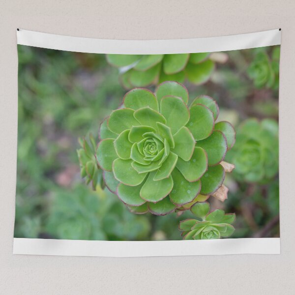 Item preview, Close up of beautiful Aeonium simsii (Sweet) Stearn  designed and sold by JPopov.