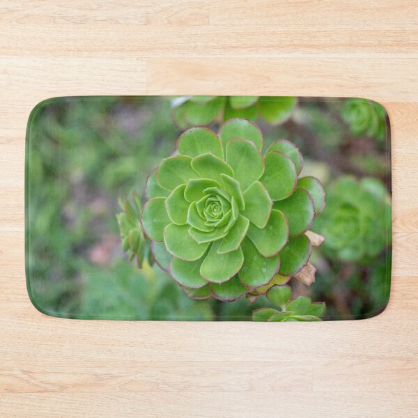 Item preview, Close up of beautiful Aeonium simsii (Sweet) Stearn  designed and sold by JPopov.