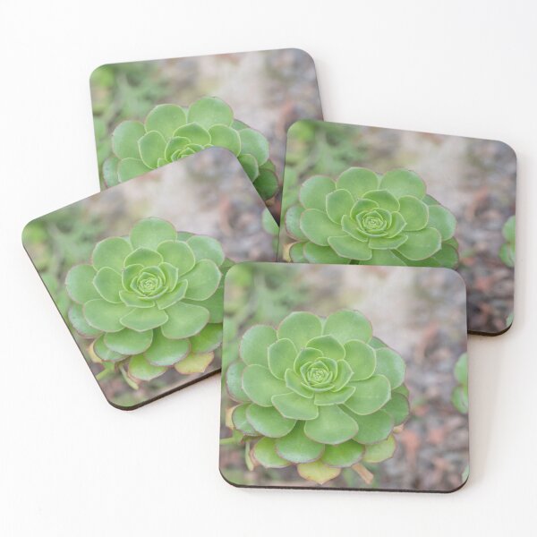 Item preview, Close up of beautiful Aeonium simsii (Sweet) Stearn  designed and sold by JPopov.